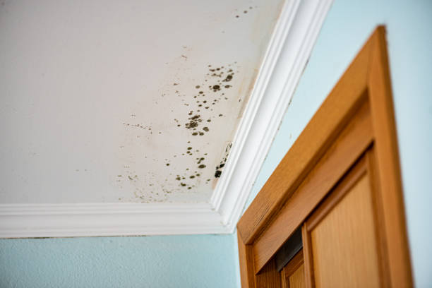 Best HVAC Mold Remediation in Freeport, TX