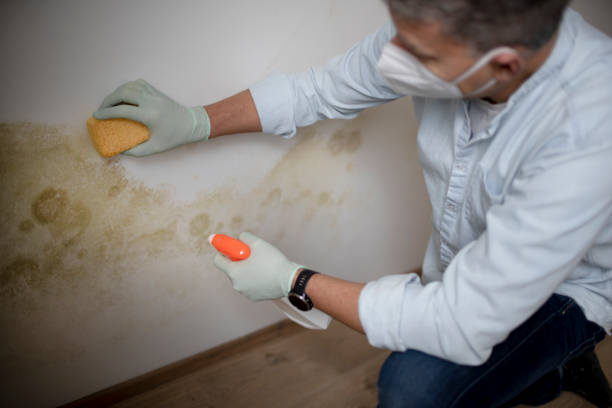 Best Post-Flood Mold Remediation in Freeport, TX