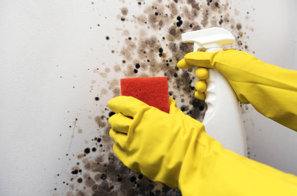 Best DIY Mold Remediation Support Services in Freeport, TX