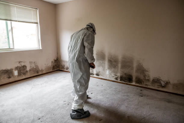 Best Basement Mold Remediation in Freeport, TX