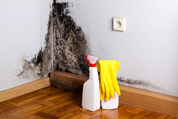 Best Kitchen Mold Remediation in Freeport, TX
