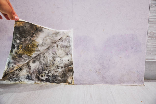Best Kitchen Mold Remediation in Freeport, TX